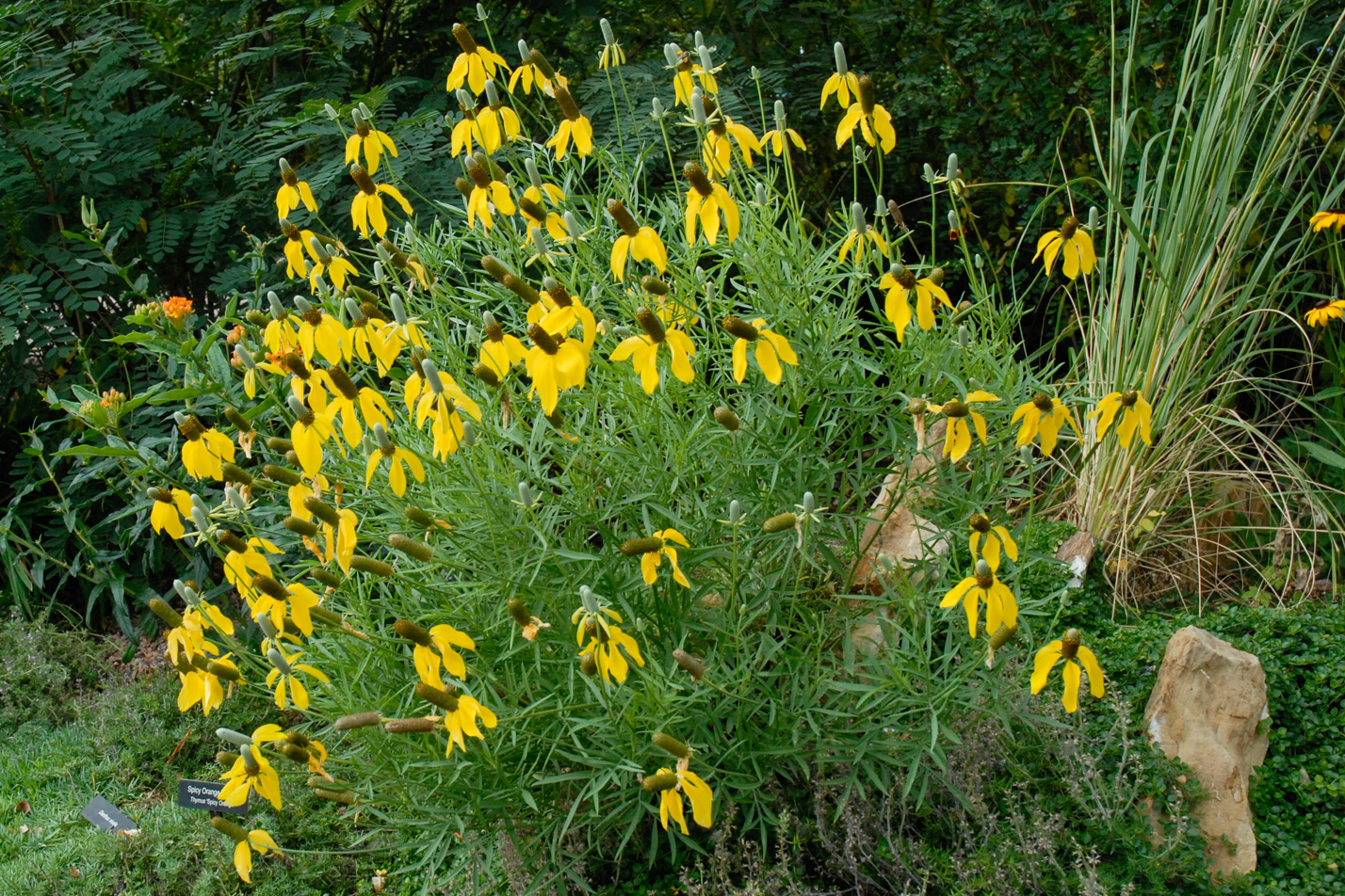 Prairie Coneflower